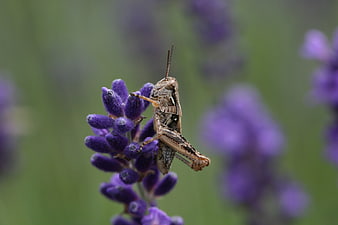 Close-up of a grasshopper on purple lavender flowers