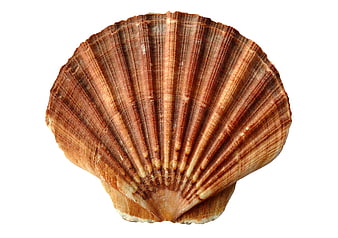 Brown scallop shell isolated on white background