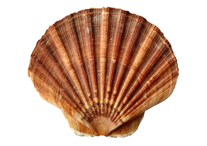Brown scallop shell isolated on white background