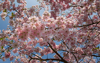 Pink cherry blossoms blooming against a clear blue sky