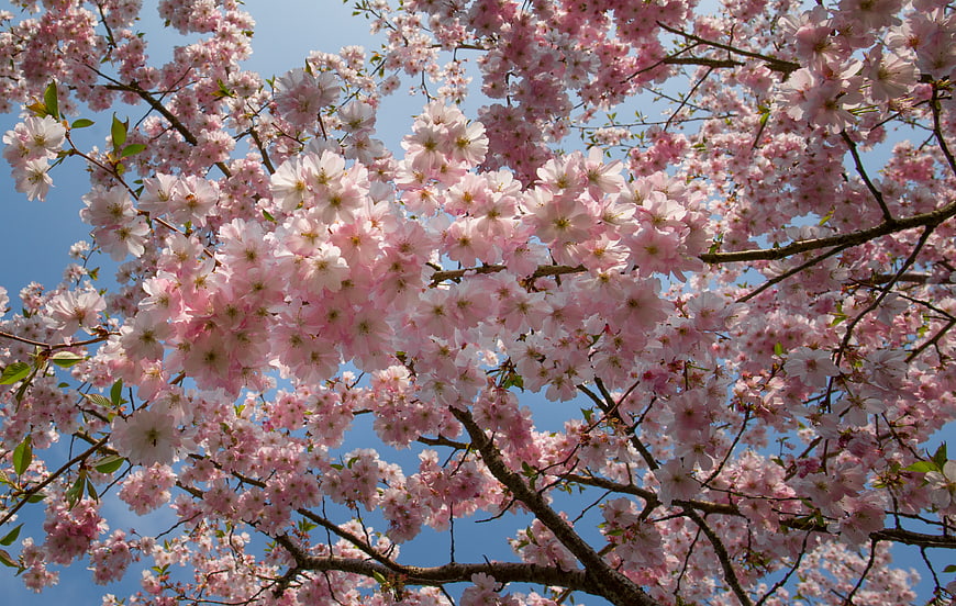 Pink cherry blossoms blooming against a clear blue sky