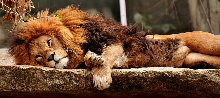 Sleeping male lion resting on a rock ledge