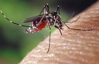 Close-up of Asian Tiger Mosquito Biting Human Skin