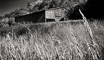 Old weathered barn in tall grass black and white