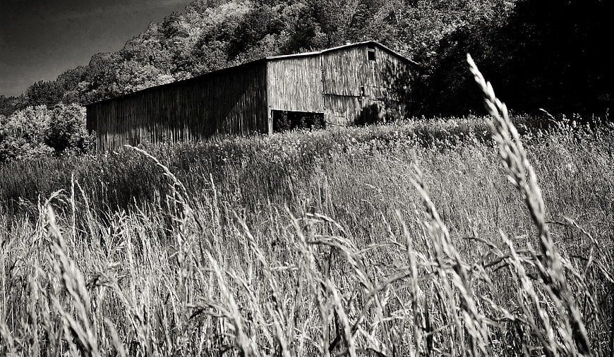Old weathered barn in tall grass black and white