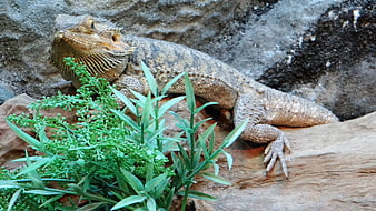 Bearded Dragon Lizard Resting on Rock with Green Plants