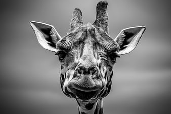Close-up black and white portrait of a curious giraffe face