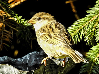 House Sparrow Perched on Bird Feeder in Sunlight