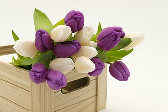 Purple and White Tulips in Wooden Crate on White Background