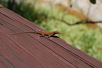 Brown Anole Lizard Resting on Red Wooden Deck