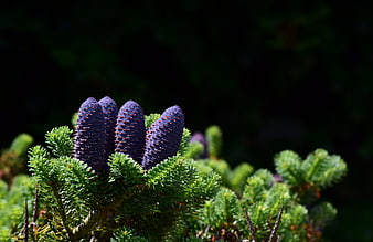 Close-up of purple spruce cones on green branch