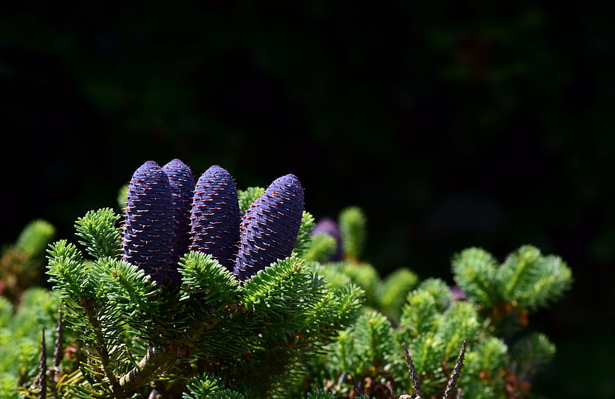 Close-up of purple spruce cones on green branch