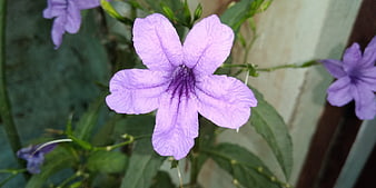 Close-up of purple Ruellia simplex flower with green leaves