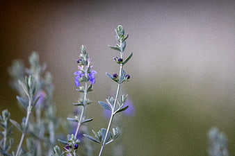 Close-up of purple wildflowers with soft bokeh background