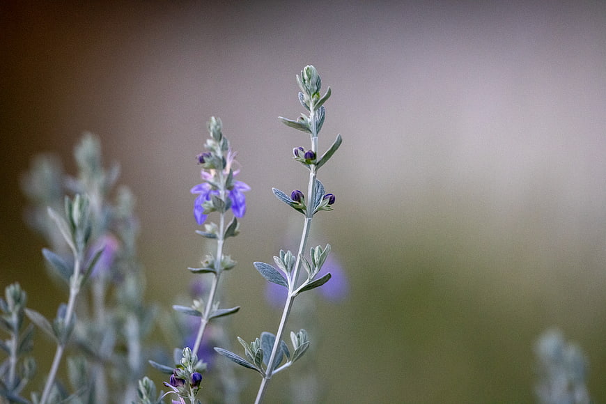 Close-up of purple wildflowers with soft bokeh background