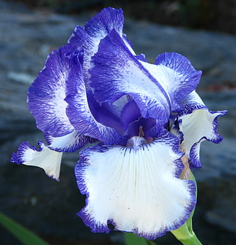 Close-up of a vibrant blue and white bearded iris flower