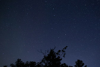 Starry Night Sky with Tree Silhouettes