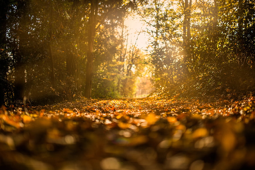 Sunlit Forest Path Covered in Golden Autumn Leaves