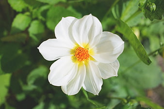 White Dahlia Flower with Orange Center in Green Garden