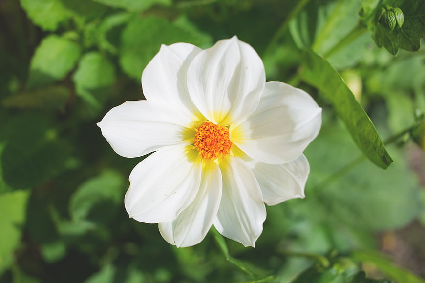 White Dahlia Flower with Orange Center in Green Garden