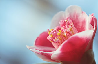 Close-up of Pink Camellia Flower with Yellow Stamen