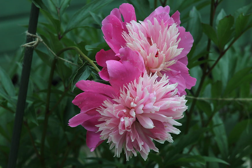 Vibrant Pink Peonies with Water Droplets in Garden