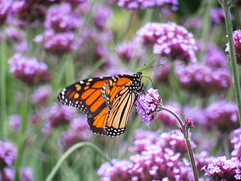 Monarch Butterfly on Purple Verbena Flowers in Garden