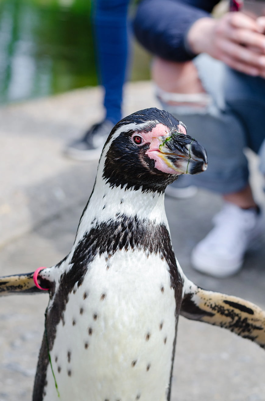 Close-up of African Penguin with Pink Facial Markings