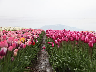 Vibrant Pink Tulip Field Rows with Mountain Background