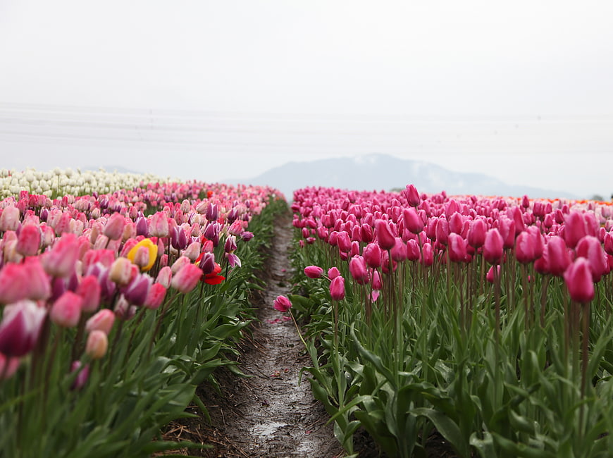 Vibrant Pink Tulip Field Rows with Mountain Background