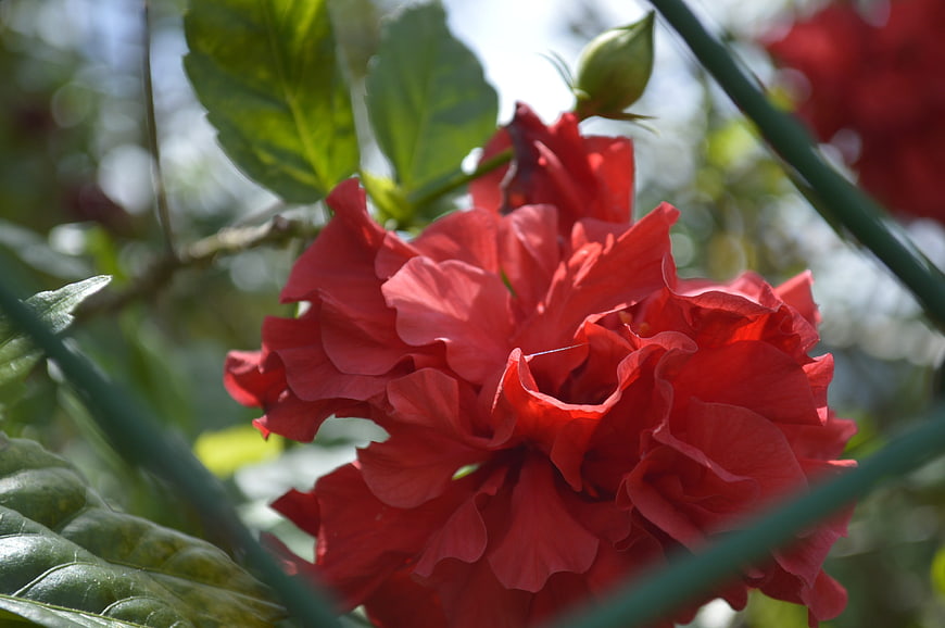 Close-up of vibrant red hibiscus flower with green leaves