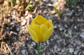 Close-up of a single yellow tulip in spring garden