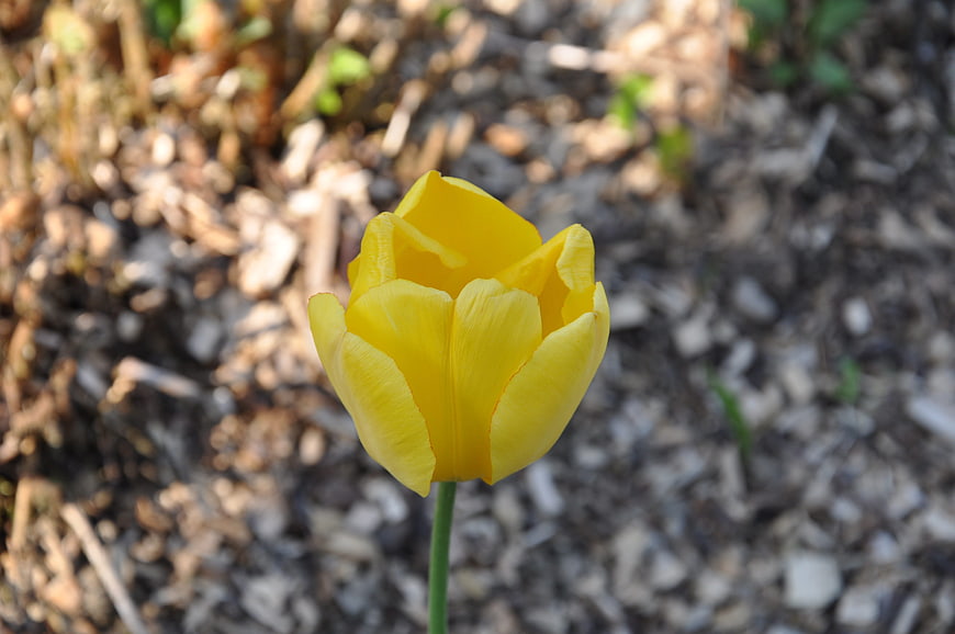 Close-up of a single yellow tulip in spring garden