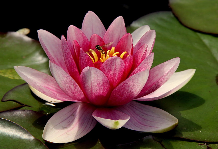 Pink Water Lily Bloom with Bee on Green Lily Pad