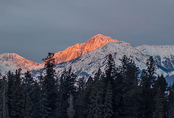Alpenglow on Snowy Mountain Peak Above Dark Forest