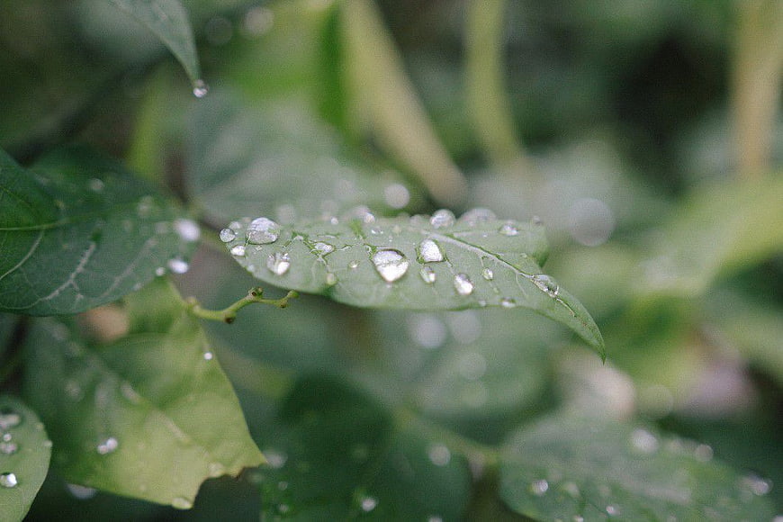 Close-up of Green Leaf with Raindrops