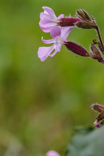 Close-up of delicate pink wildflower with green bokeh background