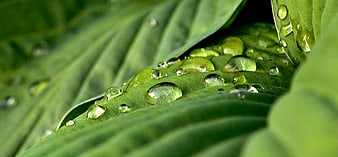 Close-up of water droplets on a vibrant green leaf