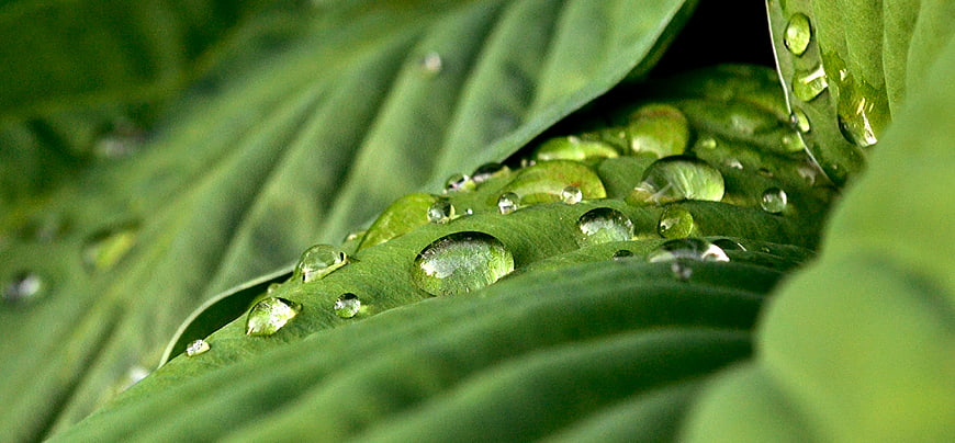 Close-up of water droplets on a vibrant green leaf