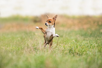 Playful Chihuahua Puppy Jumping in Green Meadow Grass