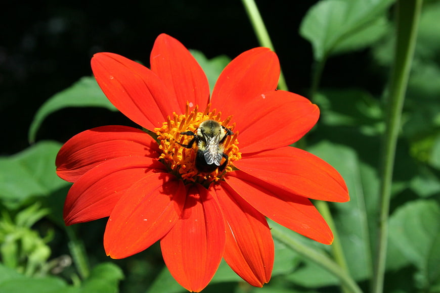 Bumblebee Pollinating Vibrant Red Zinnia Flower
