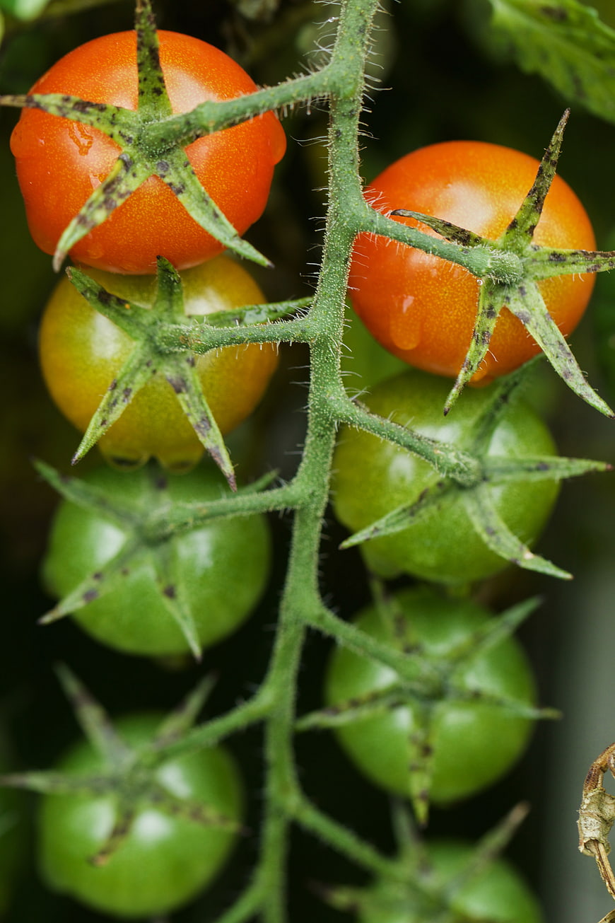 Close-up of Ripe and Green Cherry Tomatoes on Vine