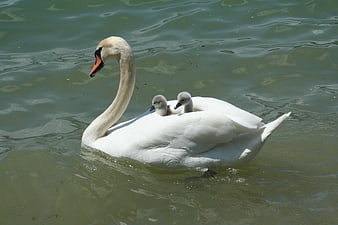 Mute Swan with Two Grey Cygnets Swimming on Green Lake Water
