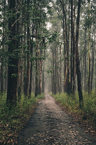 Misty Forest Path with Tall Eucalyptus Trees