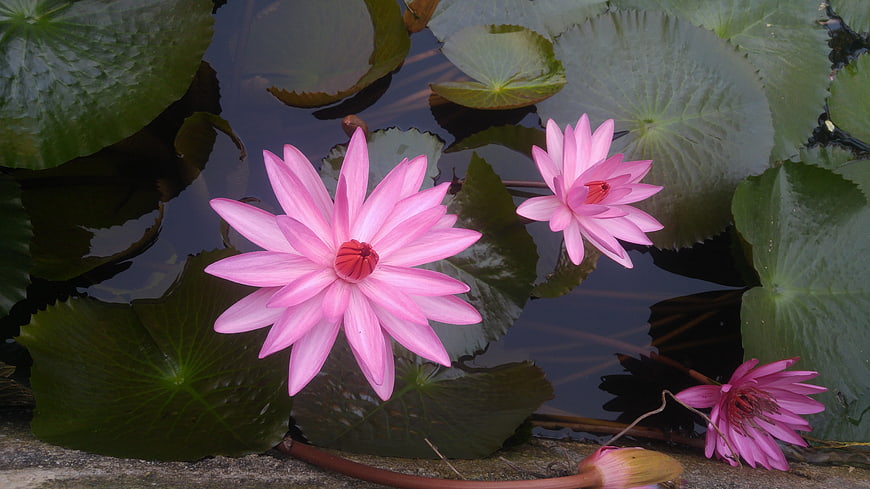 Pink Water Lilies Floating on Dark Pond Water