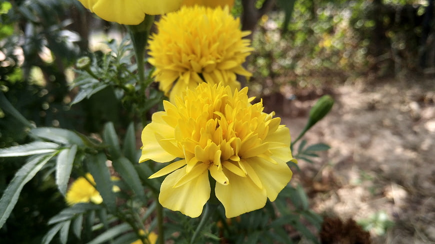 Close-up of vibrant yellow marigold flowers in a garden