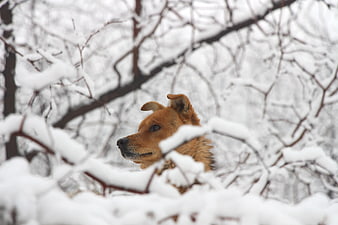 Brown Dog Peeking Through Snowy Winter Branches