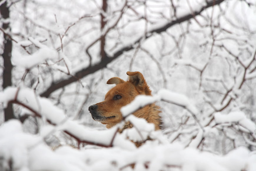 Brown Dog Peeking Through Snowy Winter Branches