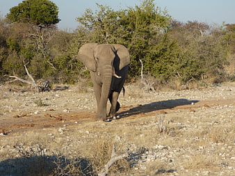 African Elephant Walking in Dry Savanna Landscape