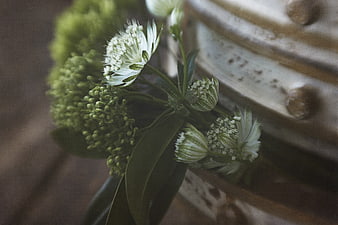 Rustic White Astrantia Flowers in Ceramic Vase